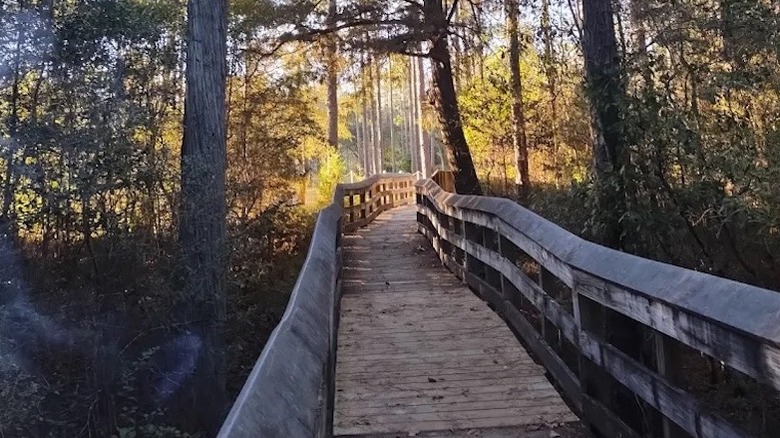 A boardwalk through a forest in Wilderness Landing Park near Baker, Florida