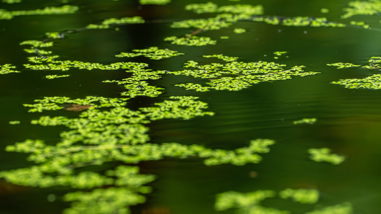Dangerous green algae on a lake