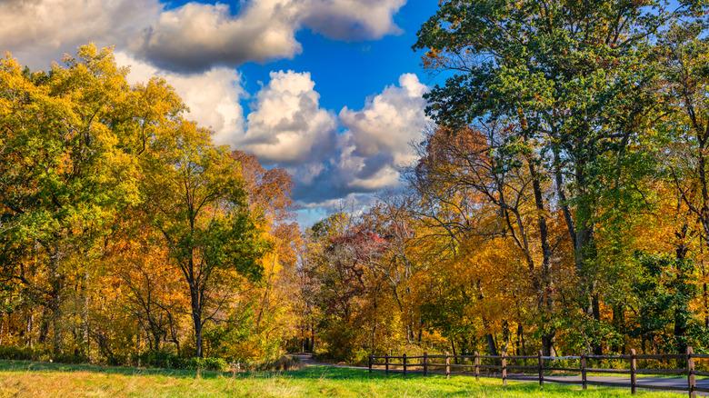 Autumn foliage at Tyler State Park in Pennsylvania