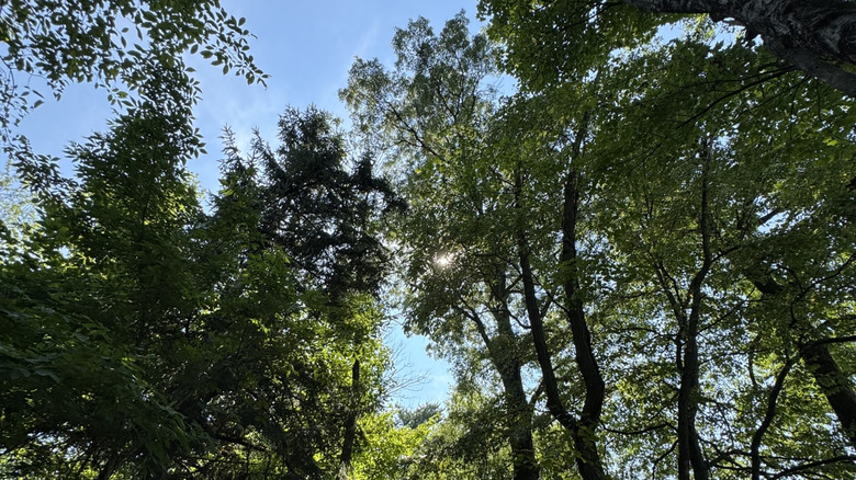 Tall trees in Tyler State Park