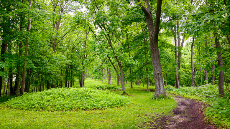 Effigy Mounds National Monument in Iowa