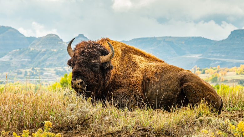 A bison lounging in Theodore Roosevelt National Park, North Dakota
