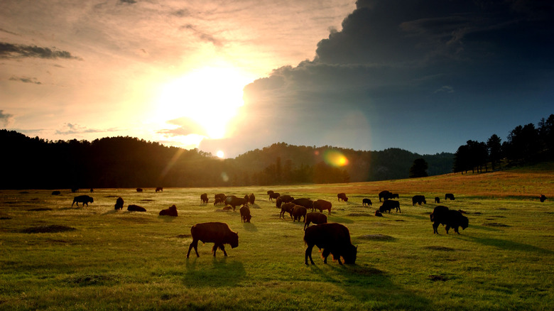 The sun sets behind a herd of bison at Wind Cave National Park, South Dakota