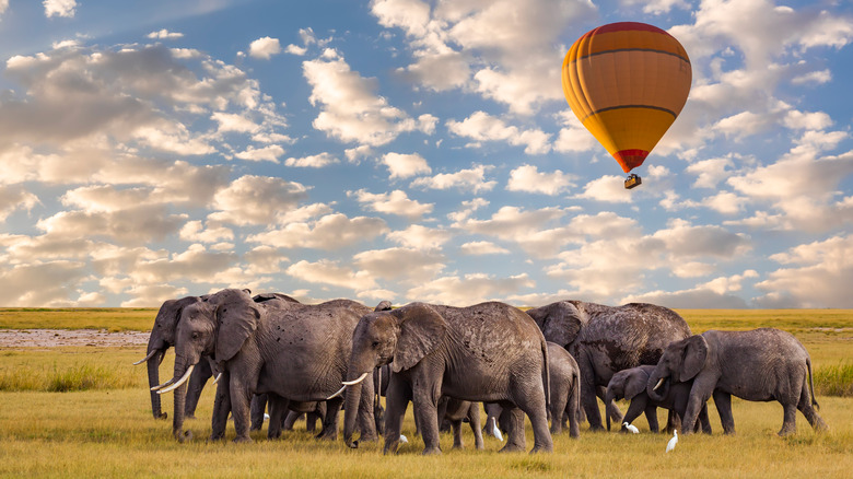 Hot air balloon over Serengeti