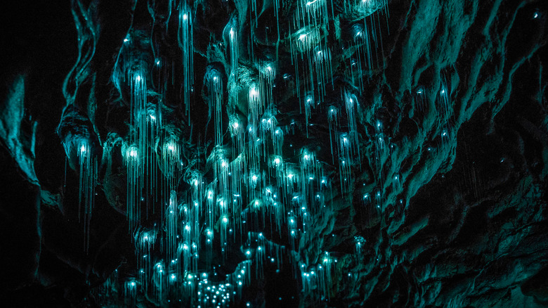 Glow worms of Waitomo Caves