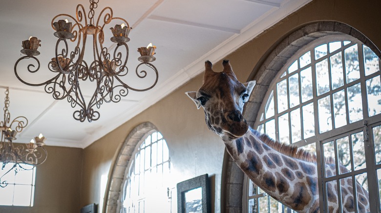 Giraffe in Giraffe Manor window