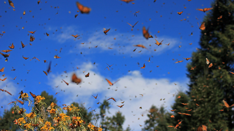 Monarch butterflies migrating in Mexico