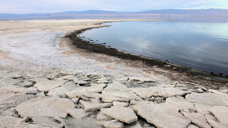 Shoreline of Salton Sea with visible salt crusts