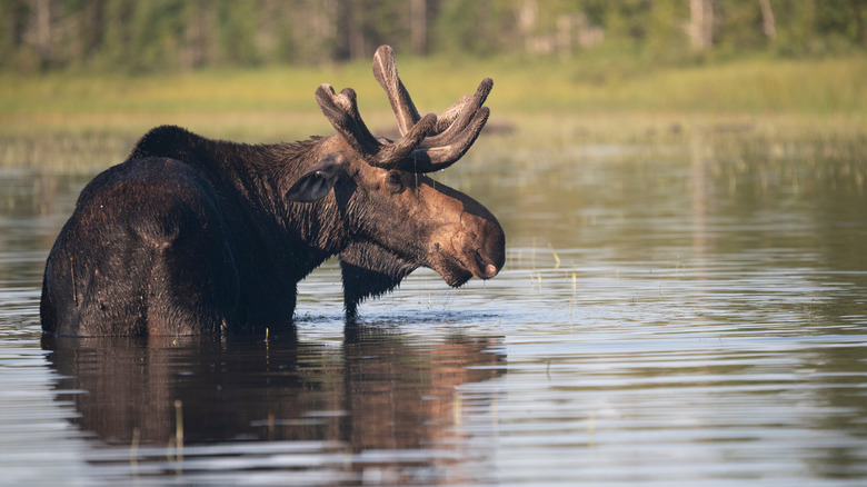 A moose bull stands in a lake in northern Maine