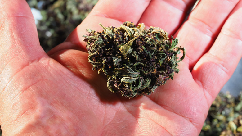 Dried flowers of medical cannabis marijuana held in a person's hand