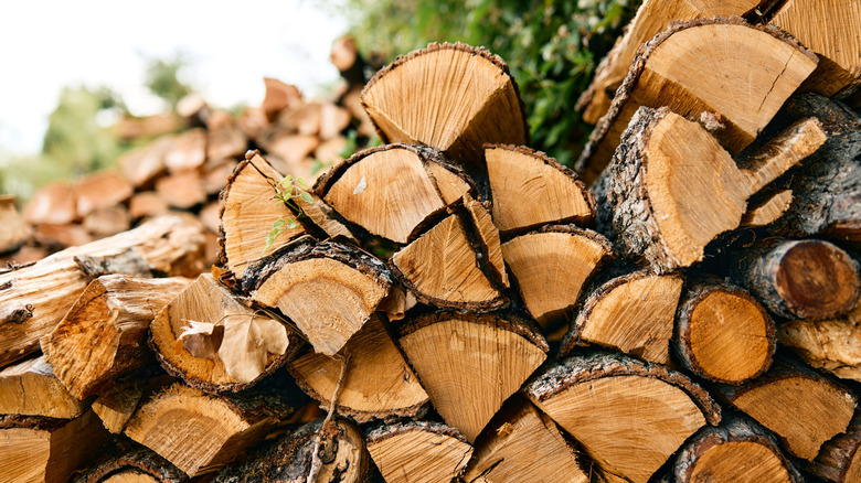 Stacked firewood logs in front of lush green foliage