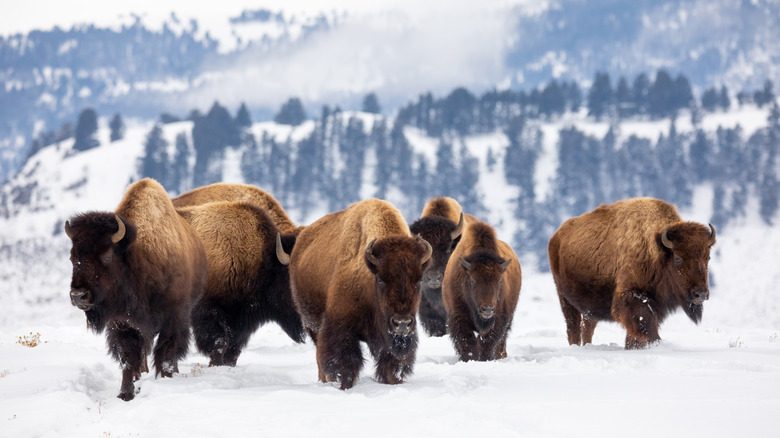 A herd of American Bison walking through the snow in Yellowstone National Park