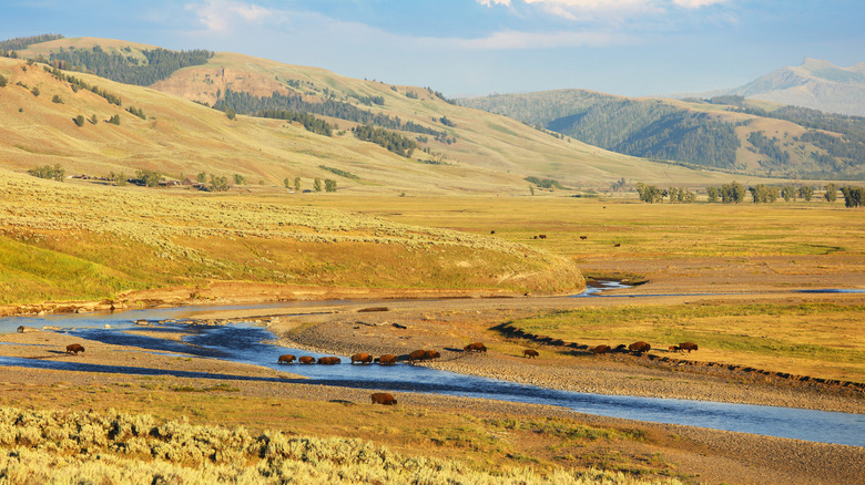 A herd of bison roam in the Lamar Valley of Yellowstone National Park