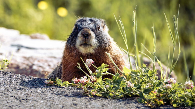 A close-up shot of a marmot in Yellowstone National Park