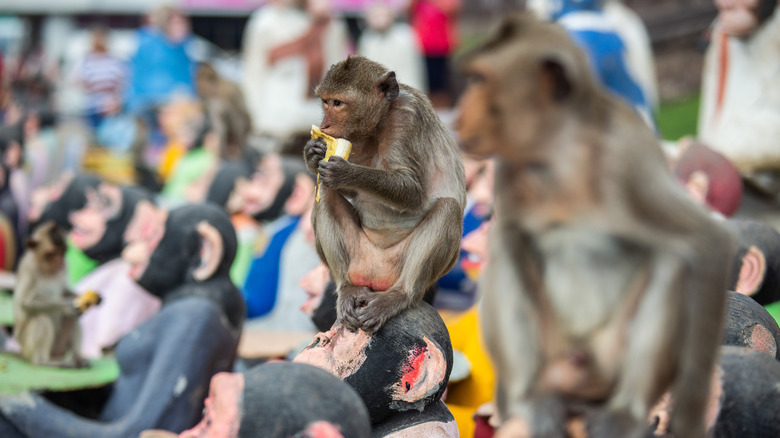 A man poses with monkeys