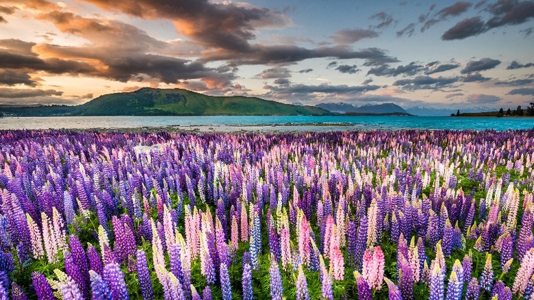 Flowers at Lake Tekapo