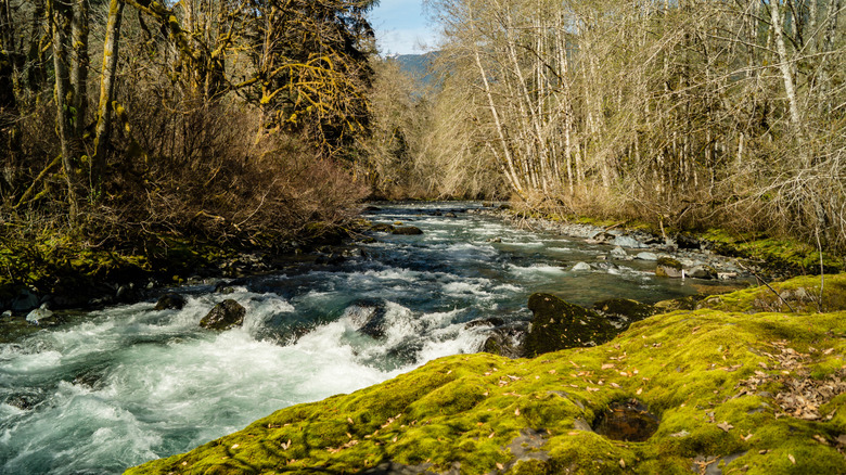 The Dosewallips River flowing on the Olympic Peninsula of Washington near Brinnon
