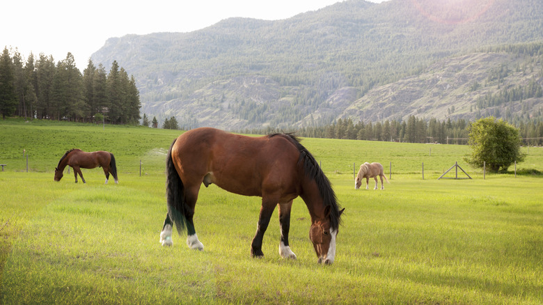 At sunset, horses feed in the Methow Valley near the western town of Mazama, Washington
