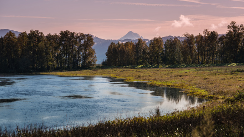 A pleasant sunset in Steigerwald Nature Preserve in Washougal, Washington