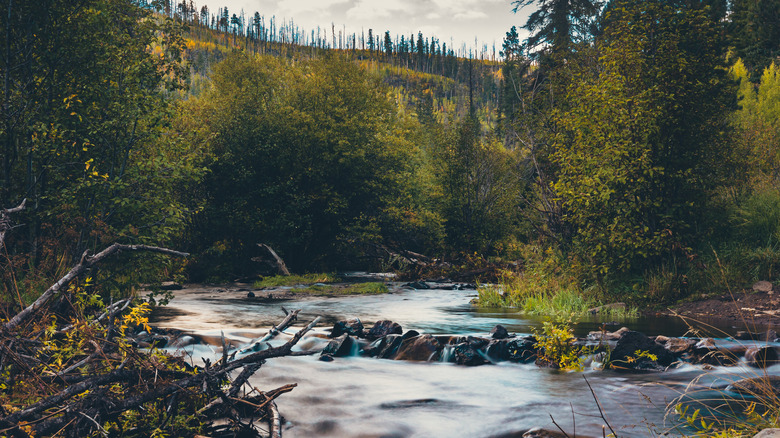 Little Colorado River in Greer, Arizona