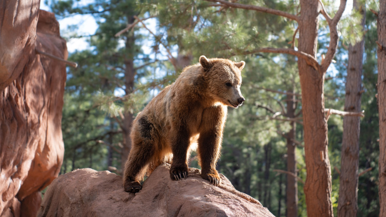 Grizzly bear in Bearizona, Arizona