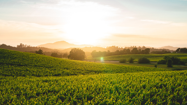Vineyard with a sunset in the background near Vineyard, California