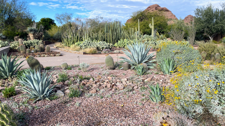 Cacti at the Desert Botanical Garden