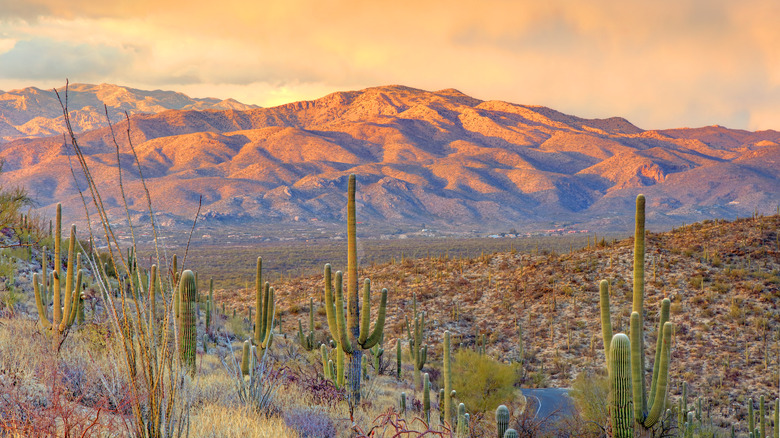 Saguaro cacti in Saguaro National Park