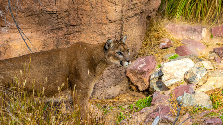 Mountain lion in Arizona