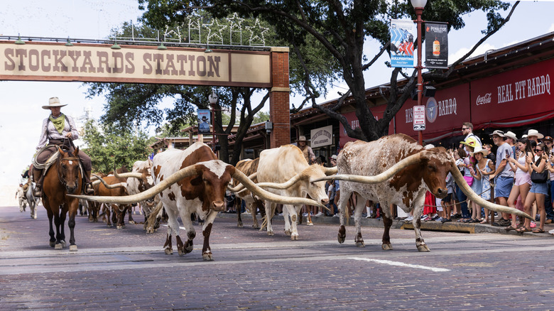 A cowboy running bulls through the streets at Fort Worth Stockyards