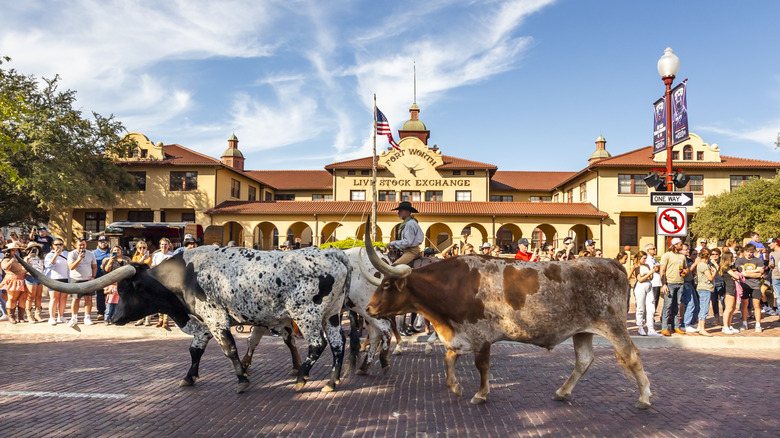 Longhorn bulls walking through the wild west themed Fort Worth Stockyard in Texas
