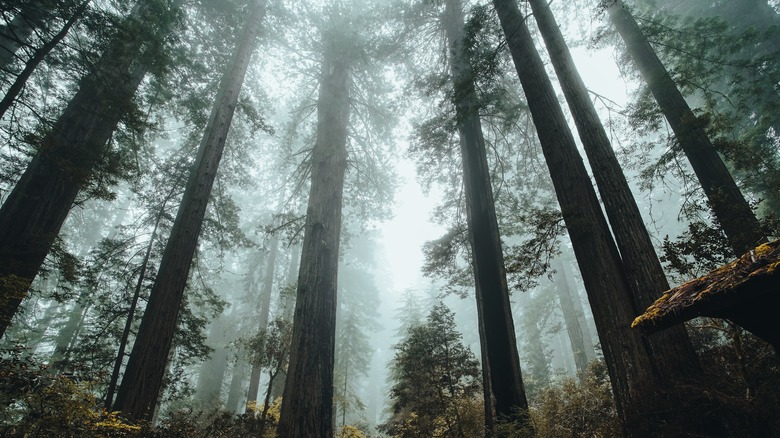 Redwood National Forest through fog