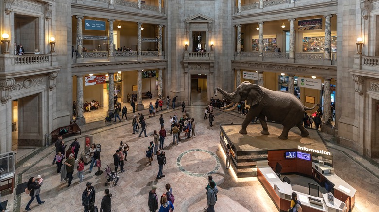 Smithsonian Museum of Natural History with elephant exhibit