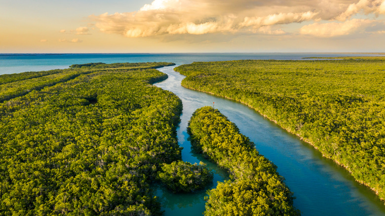 Aerial view of wetlands in Florida's Everglades