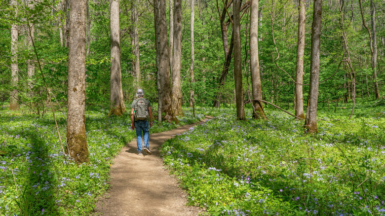 A man hiking in the Whiteoak Sinks basin in Great Smoky Mountains National Park during spring