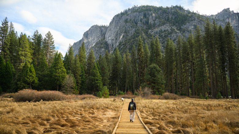 Man walking on the boardwalk at Cook's Meadow, Yosemite National Park