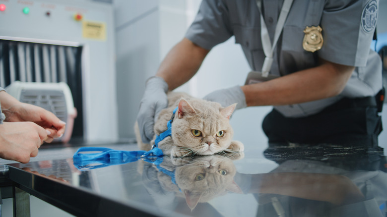 TSA officer checks grumpy cat