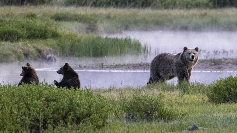 A grizzly bear and her two cubs walk along Pelican Creek in Yellowstone National Park
