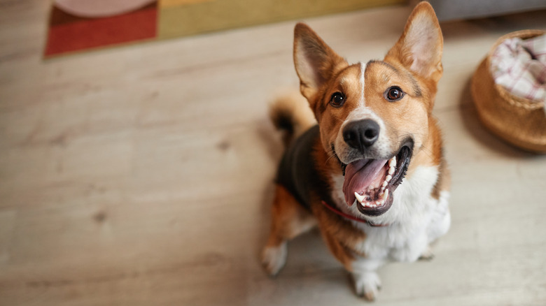 Top-down portrait of happy dog looking up at camera with smile and tongue out