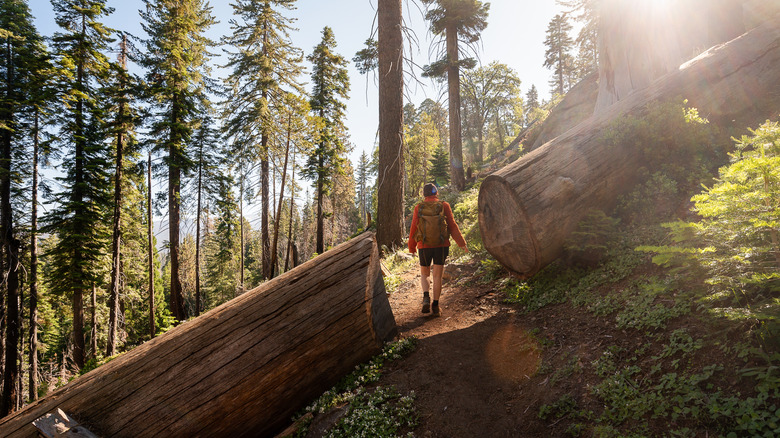 Young woman with a backpack walking on a hiking trail between a sequoia tree cut in half in Sequoia National Park, California