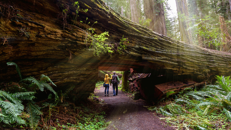 A couple of tourists hiking in Redwood National Park, California, beneath a giant fallen redwood tree