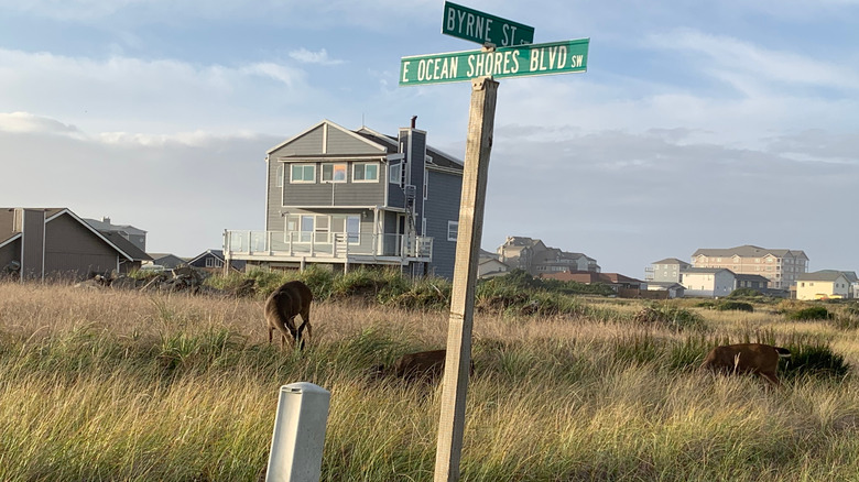 A deer eating brush in Ocean Shores, Washington