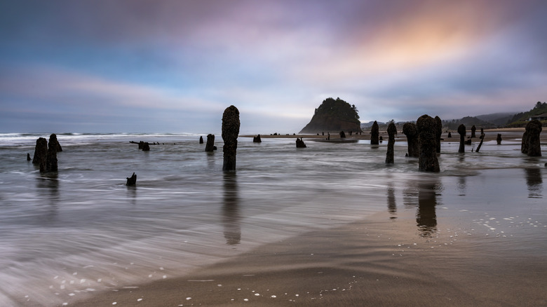 The "Ghost Forest" of Neskowin, Oregon, on the shoreline