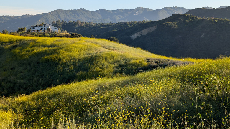 Black Mustard blooming across the Santa Monica Mountains near Topanga, California