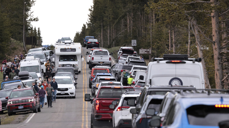 Visitors in vehicles are caught in a "bear jam" as traffic backs up while people attempt to view a grizzly bear nearby