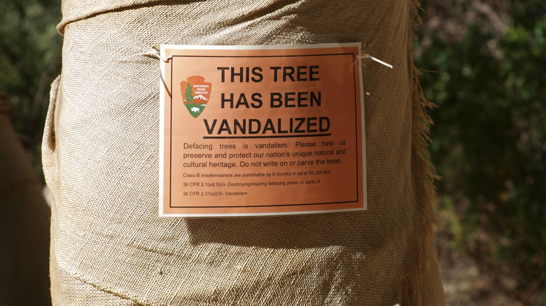 A tree wrapped after vandalism at Montezuma Castle National Monument