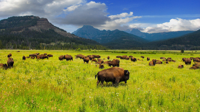 Wild bison grazing in Yellowstone National Park