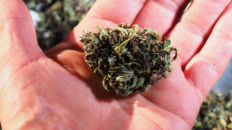 Dried flowers of cannabis plant