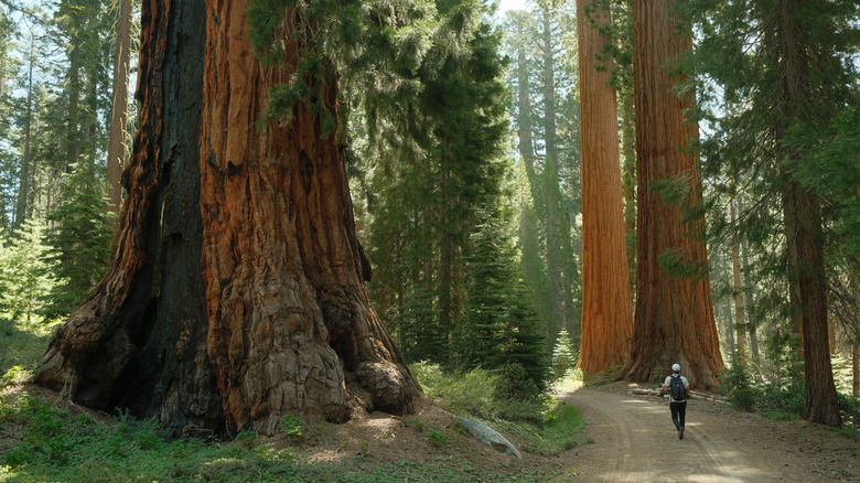 A hiker walks along a trail in Mariposa Grove, Yosemite National Park