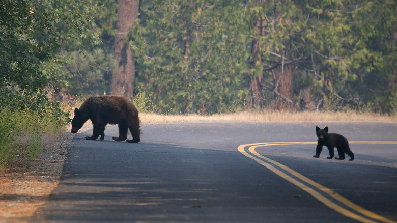 A black bear and her cub cross the road in Yosemite National Park